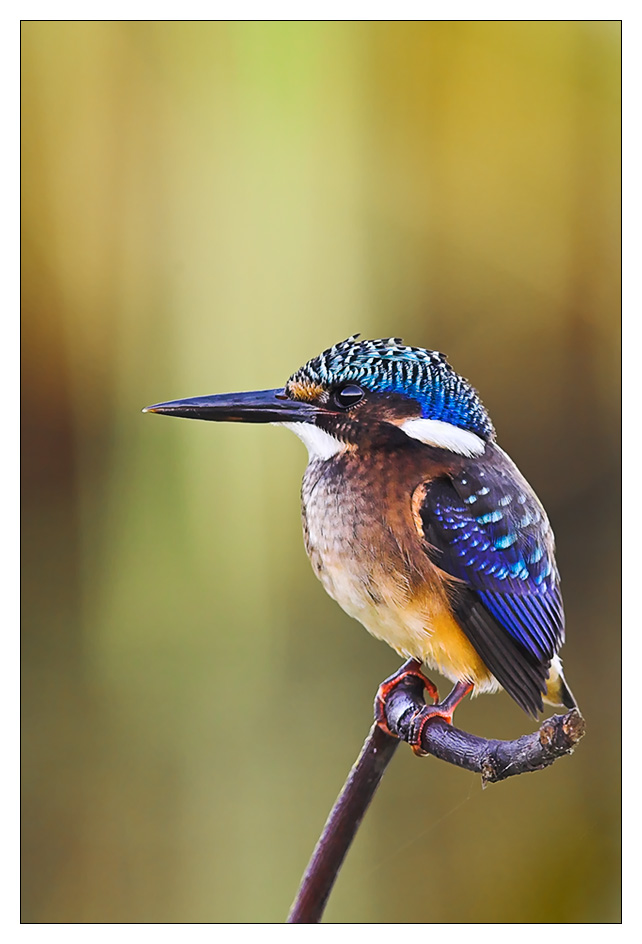 Malachite Kingfisher-Juvenile