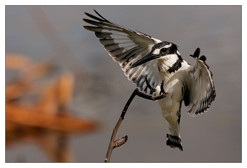 Pied Kingfisher Landing