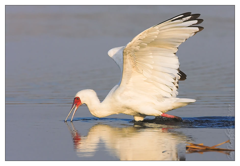 African Spoonbill Feeding