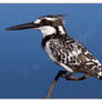 Pied Kingfisher Portrait