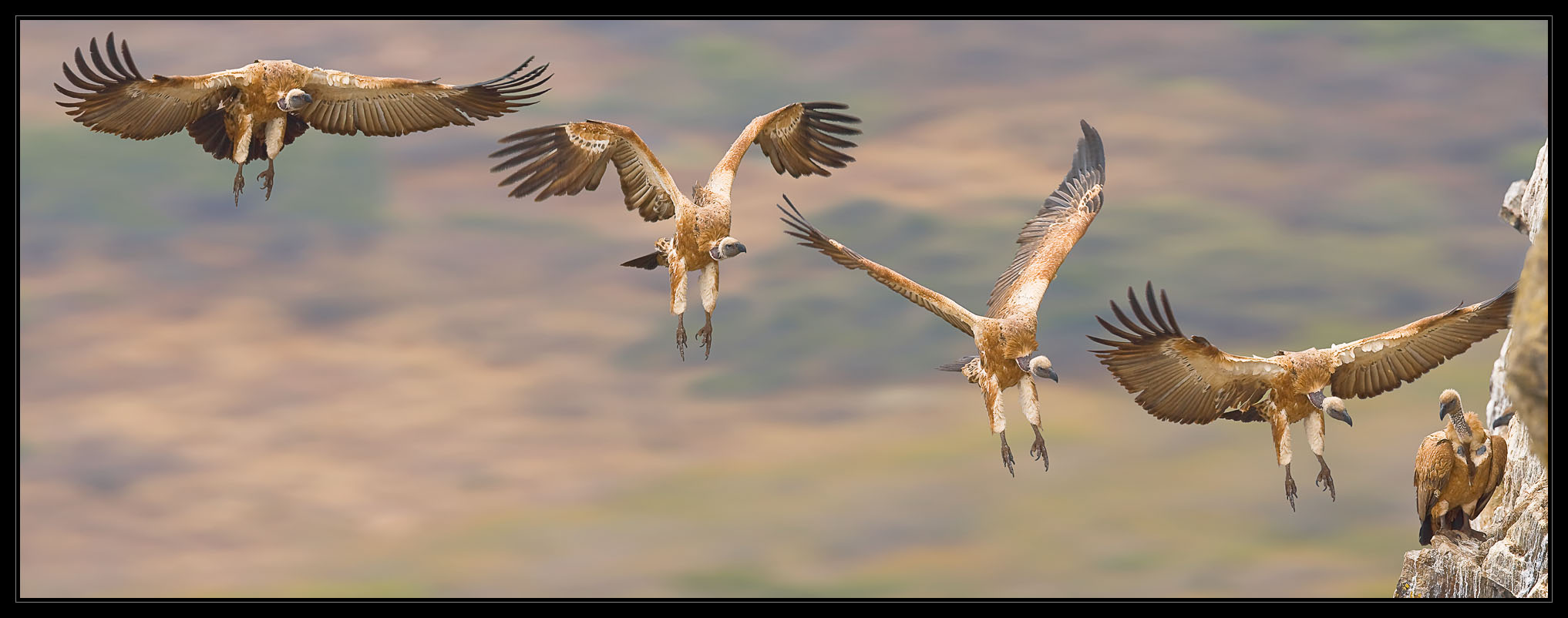 Cape Vulture Landing