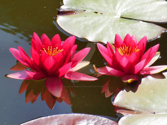 Water Lily