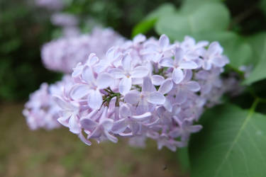 Lilac