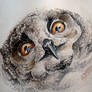 owl