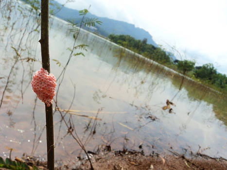 pink larvae