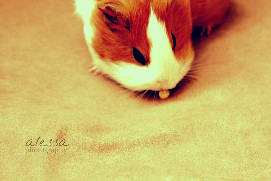 guinea pig