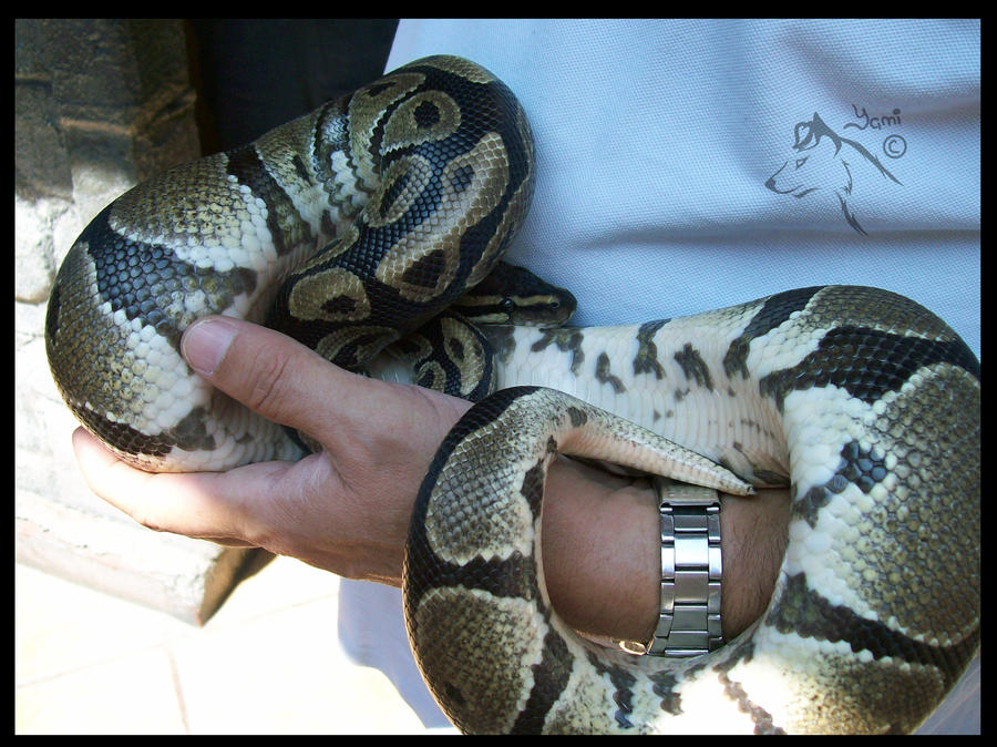 Royal python 001 by Yampics on DeviantArt