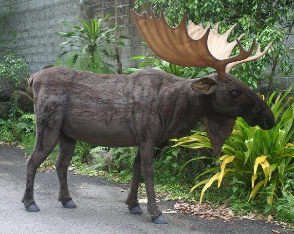 elk