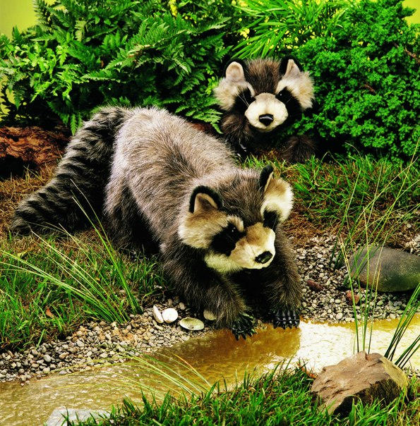 large raccoon by anna142 on DeviantArt