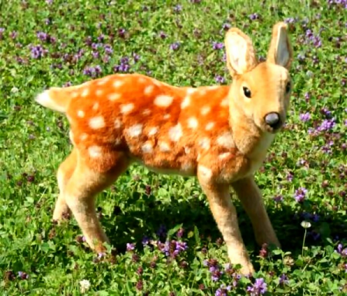 cute fawn