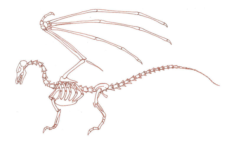 dragon skeleton diagram