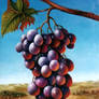 Grapes