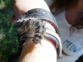 Gypsy moth caterpillar