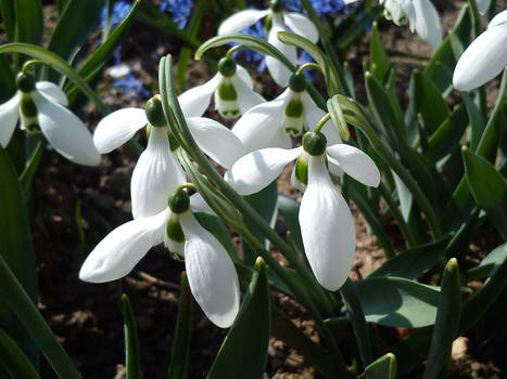 Snowdrops