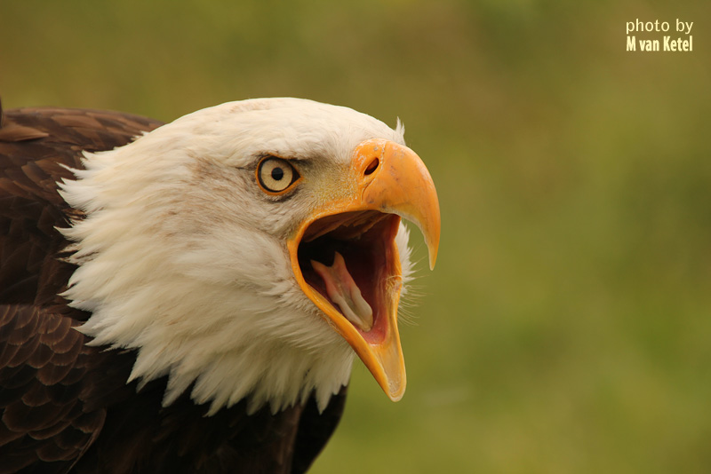 Haliaeetus Leucocephalus I by blizzard2006