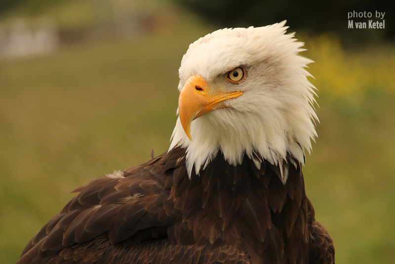 Haliaeetus Leucocephalus II