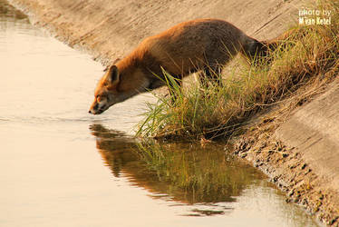 Vulpes Vulpes V