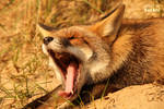 Vulpes Vulpes VIII by blizzard2006