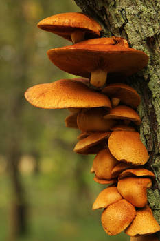 Gymnopilus P. Karst.