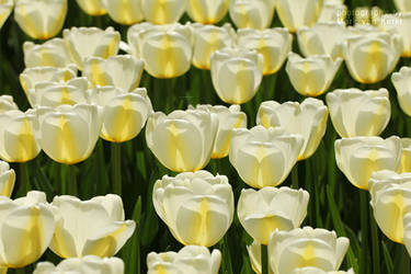 Tulipa VII