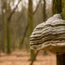 Fomes Fomentarius