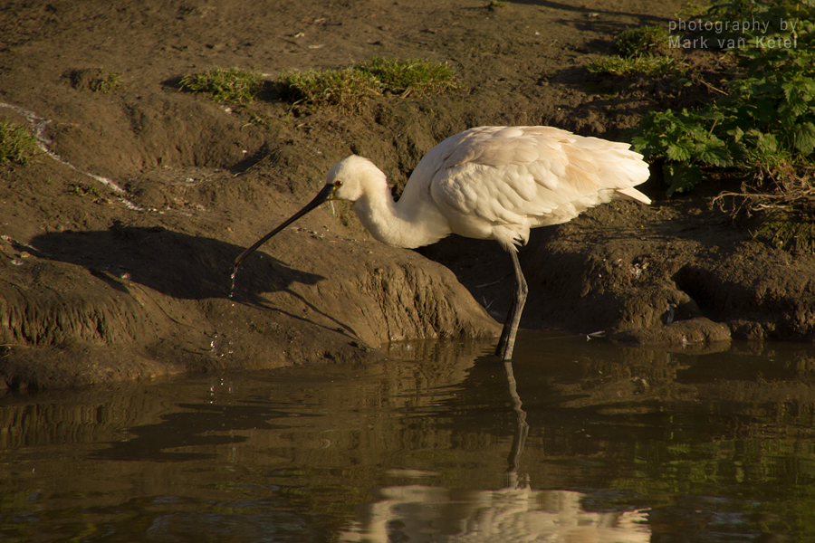 Platalea Leucorodia