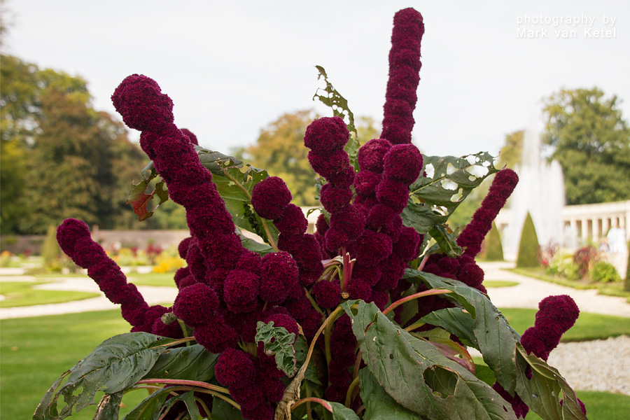 Amaranthus Gangeticus I