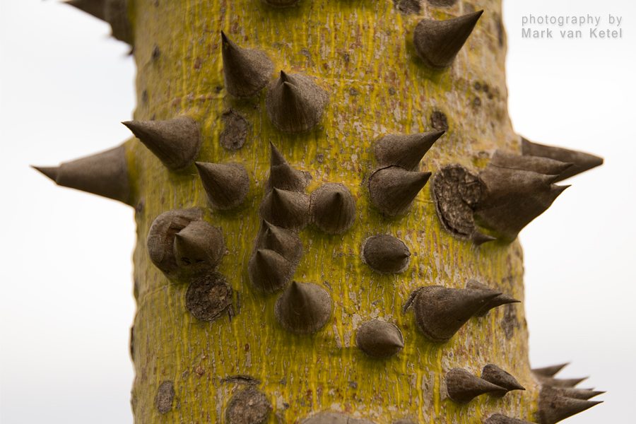 Ceiba Speciosa II