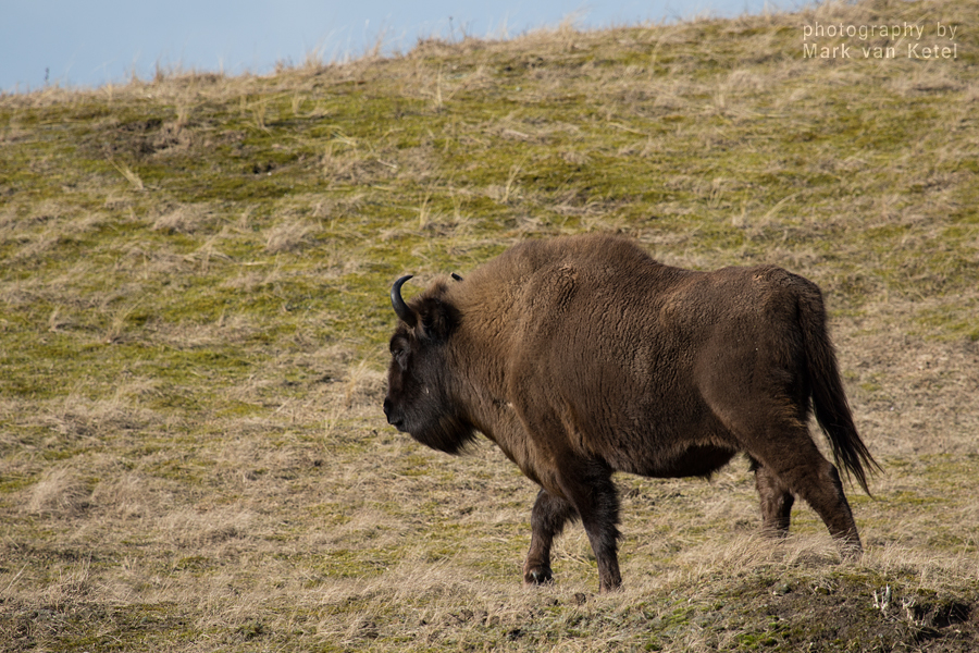 Bison Bonasus V