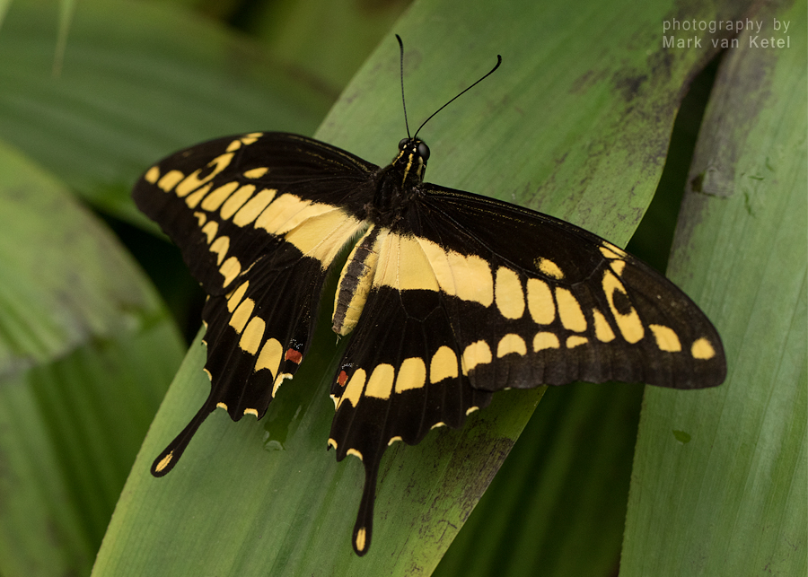 Papilio Thoas