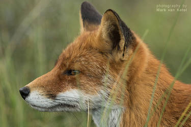 Vulpes Vulpes XVIII