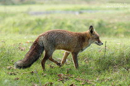 Vulpes Vulpes XX