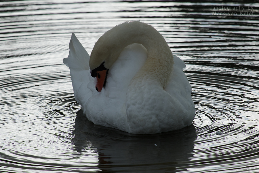 Cygnus Olor V