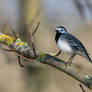 Motacilla Alba I