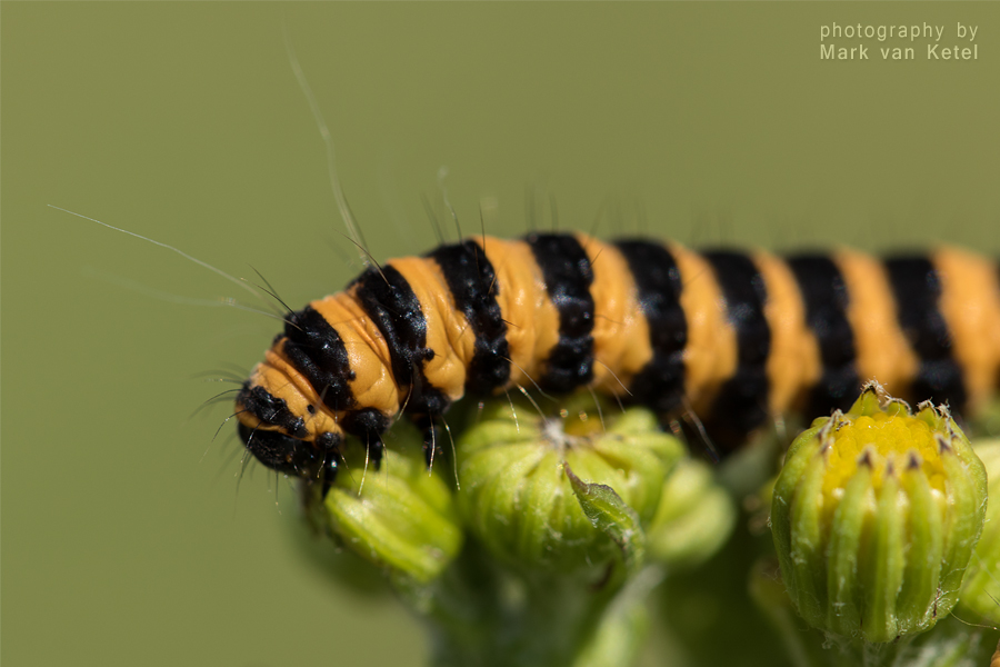 Tyria Jacobaeae (Larva) II