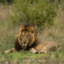 Panthera Leo II
