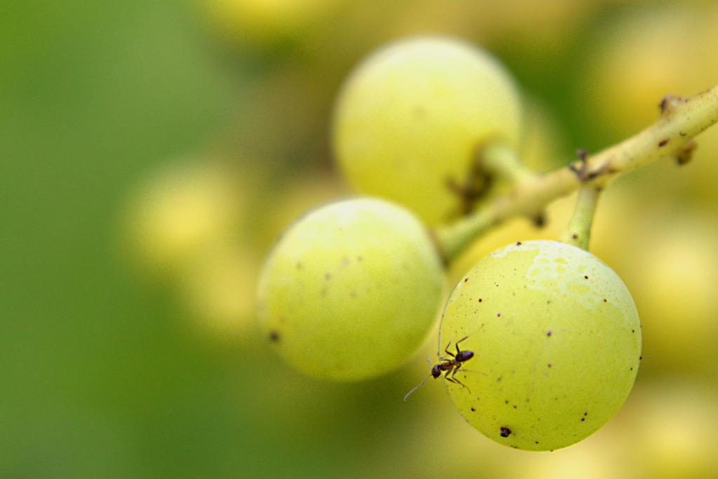 Grapes