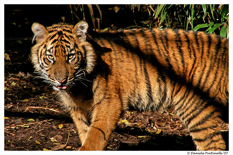 Baby Tiger: Attitude