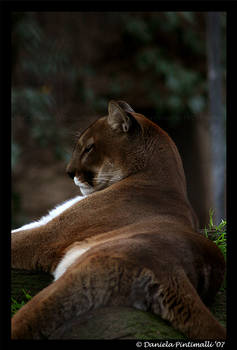 Pondering Puma