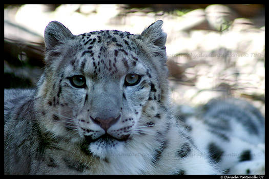 Snow Leopard Portrait