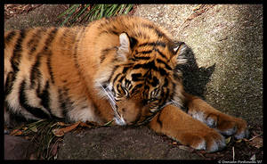 Baby Tiger: Fast Asleep