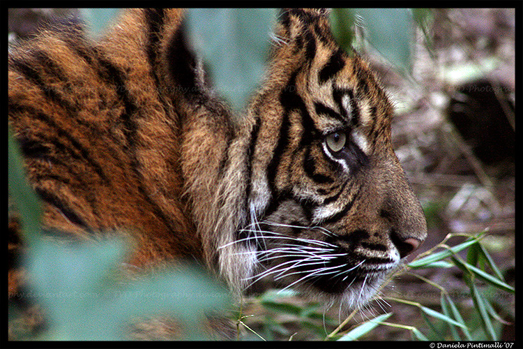 Baby Tiger: Hiding