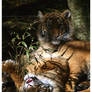 Playful Baby Tigers