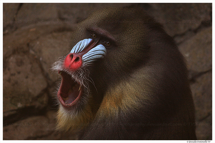 Male Mandrill: So surprised