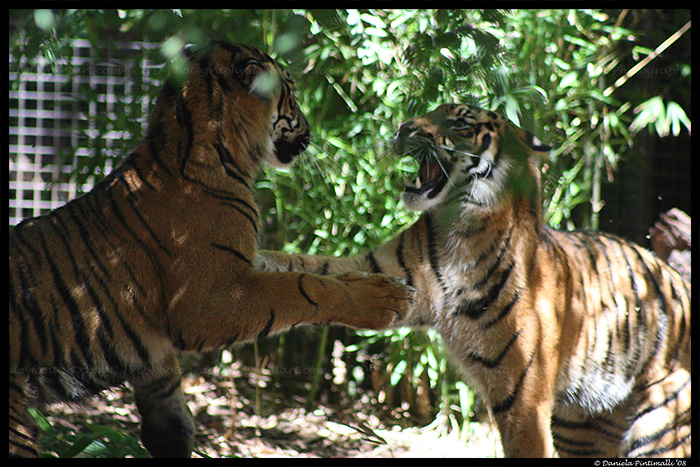 Baby Tigers at play