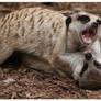 Meerkats: Gotcha