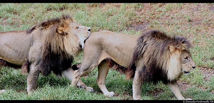 Lions: Bum Biting