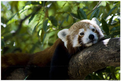 Relaxing Red Panda