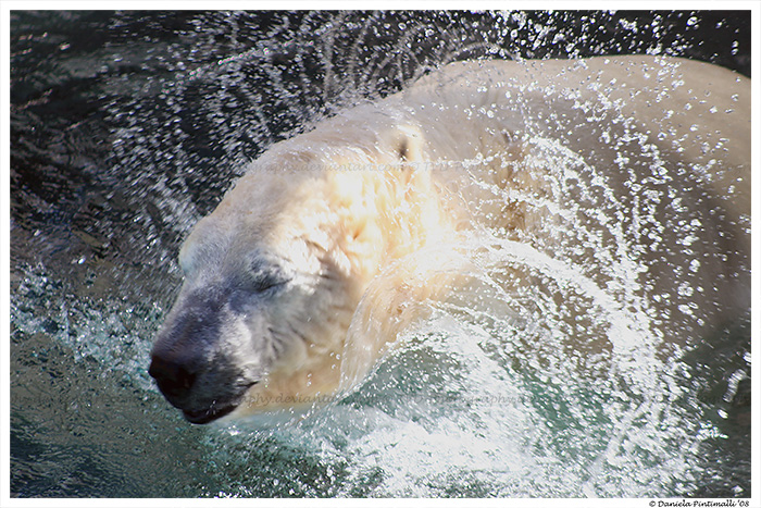 Splashing Polar Bear