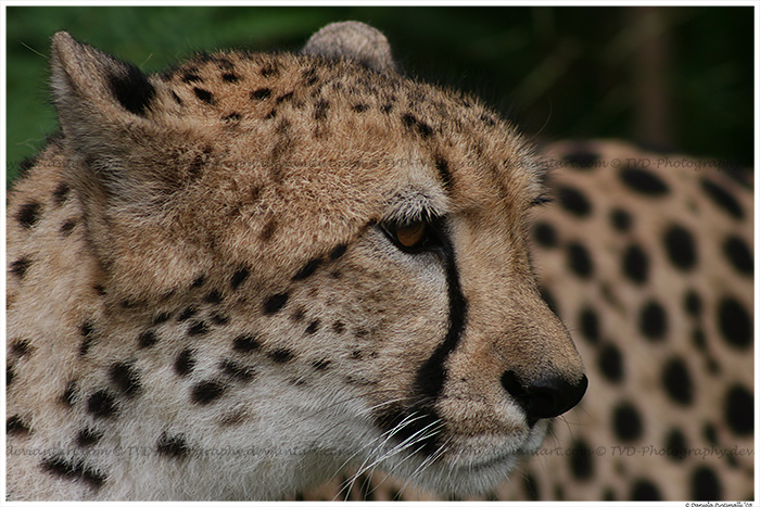 Cheetah Sheeba